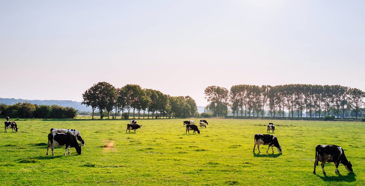 Le concours Éleveur Élite Purina Les Moulées Bellifrance